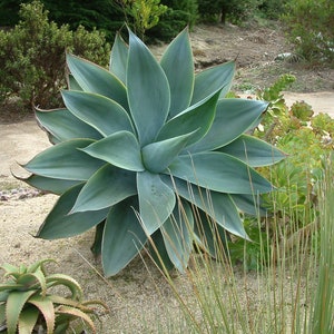 fox tail agave, agave attenuata, dragon tree agave, swan's neck agave, buy fox tail agave online, fox tail agave for sale, agave attenuata live plant, large fox tail agave, small fox tail agave plant, fox tail agave seeds, variegated fox tail agave