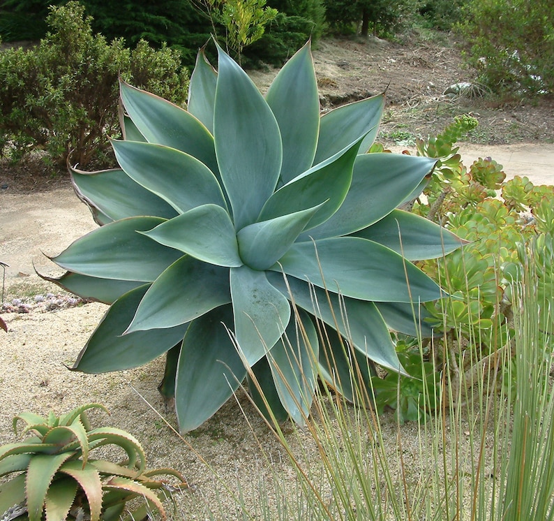 Live Foxtail Agave Plant Agave Attenuata Fox Tail Agave No Spines Soft Leaves DroughtTolerant