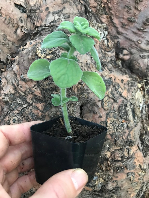 Scaredy Cat Plant Plectranthus caninus Coleus canina Live -  Portugal