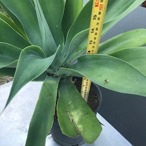 fox tail agave, agave attenuata, dragon tree agave, swan's neck agave, buy fox tail agave online, fox tail agave for sale, agave attenuata live plant, large fox tail agave, small fox tail agave plant, fox tail agave seeds, variegated fox tail agave