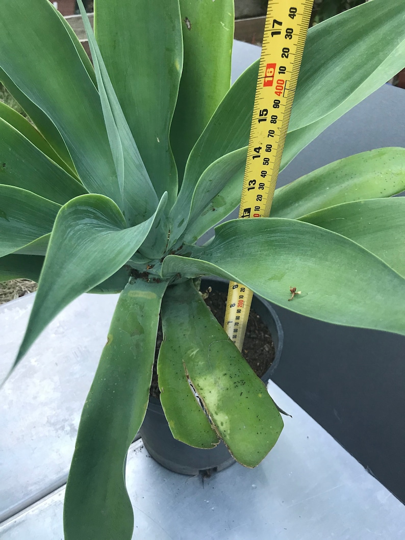 fox tail agave, agave attenuata, dragon tree agave, swan's neck agave, buy fox tail agave online, fox tail agave for sale, agave attenuata live plant, large fox tail agave, small fox tail agave plant, fox tail agave seeds, variegated fox tail agave