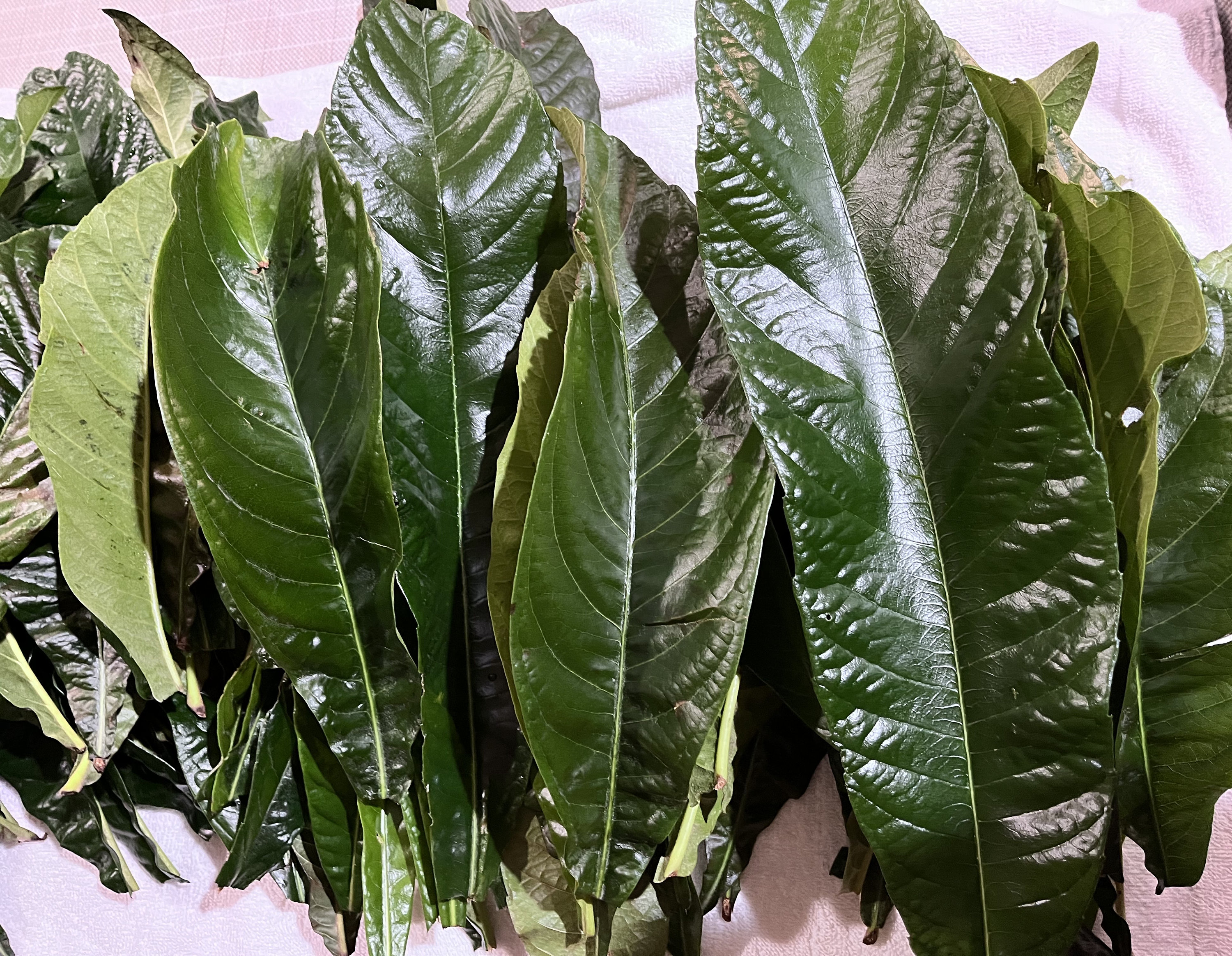 Fresh Loquat Tree Leaves | Picked fresh for you