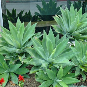 fox tail agave, agave attenuata, dragon tree agave, swan's neck agave, buy fox tail agave online, fox tail agave for sale, agave attenuata live plant, large fox tail agave, small fox tail agave plant, fox tail agave seeds, variegated fox tail agave