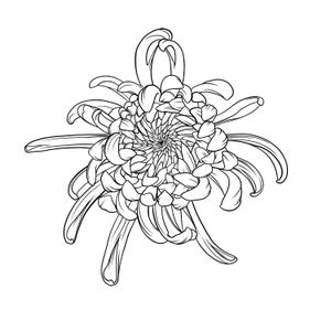 Puede incluir: Un dibujo en blanco y negro de una flor de crisantemo. La flor está en plena floración y tiene muchos pétalos.