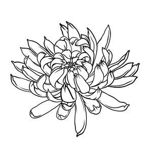 Fiore giapponese crisantemo disegno vettoriale Ai, PDF, SVG, jpg, tatuaggio EPS, acquaforte, stile xilografia