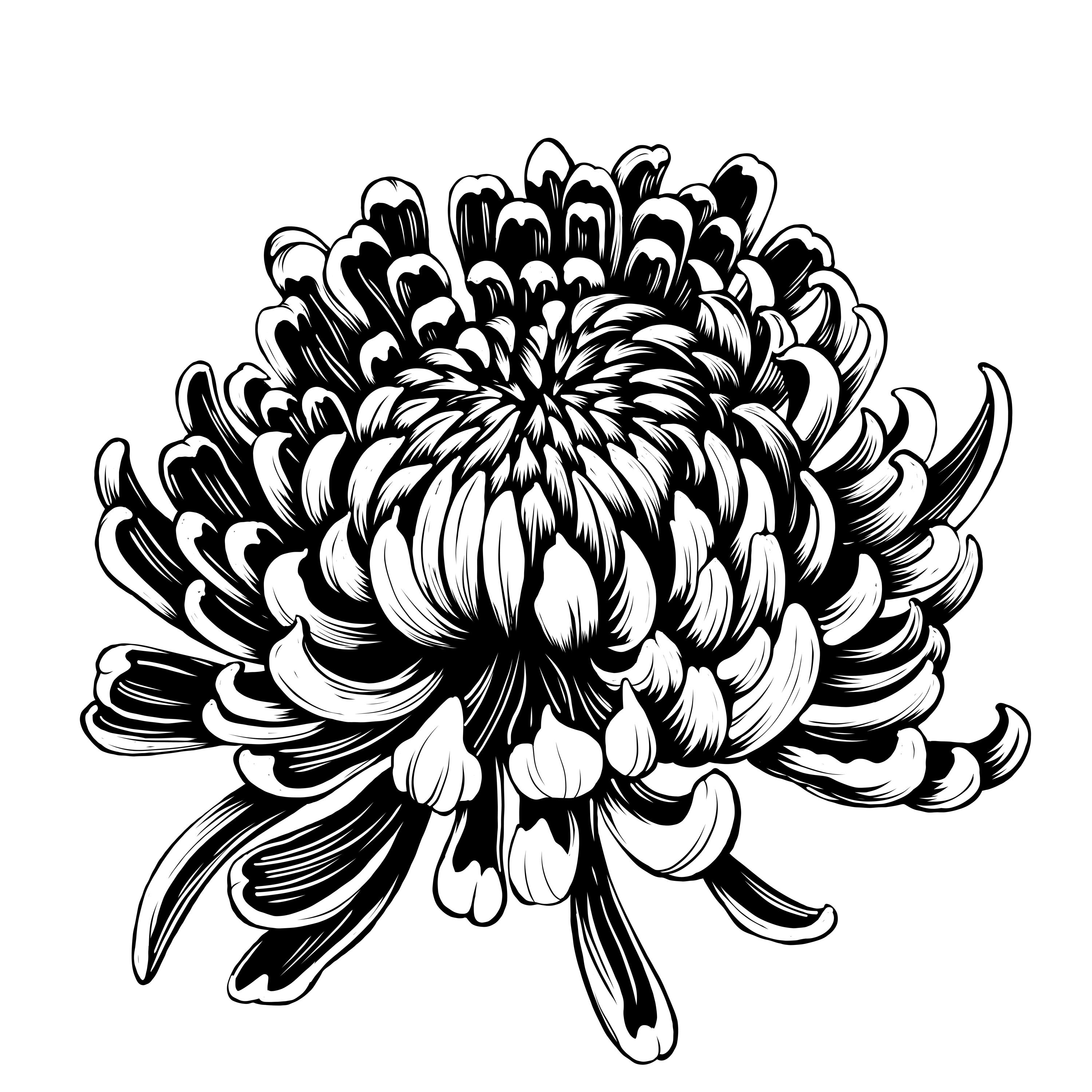 日本の花菊のベクターデザイン Ai、PDF、SVG、jpg、EPS タトゥー