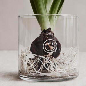 Kleines Vorratsglas mit Lächeln und Buchenholzdeckel. Der Holzdeckel ist unbehandelt.