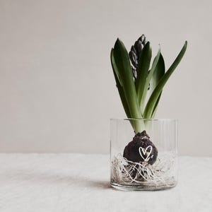 Vorratsglas mit Herz wurde hier mit einer Narzisse ohne Erde bestückt und kann somit auch als Vase oder Deko für den Tischgenutzt werden.