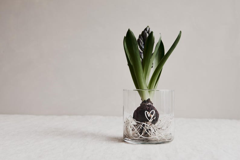 Vorratsglas mit Herz wurde hier mit einer Narzisse ohne Erde bestückt und kann somit auch als Vase oder Deko für den Tischgenutzt werden.