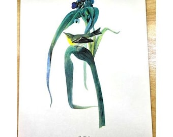 Audubon Birds of America Pine Warbler Original Print Vtg 1950 RT Peterson 9x12