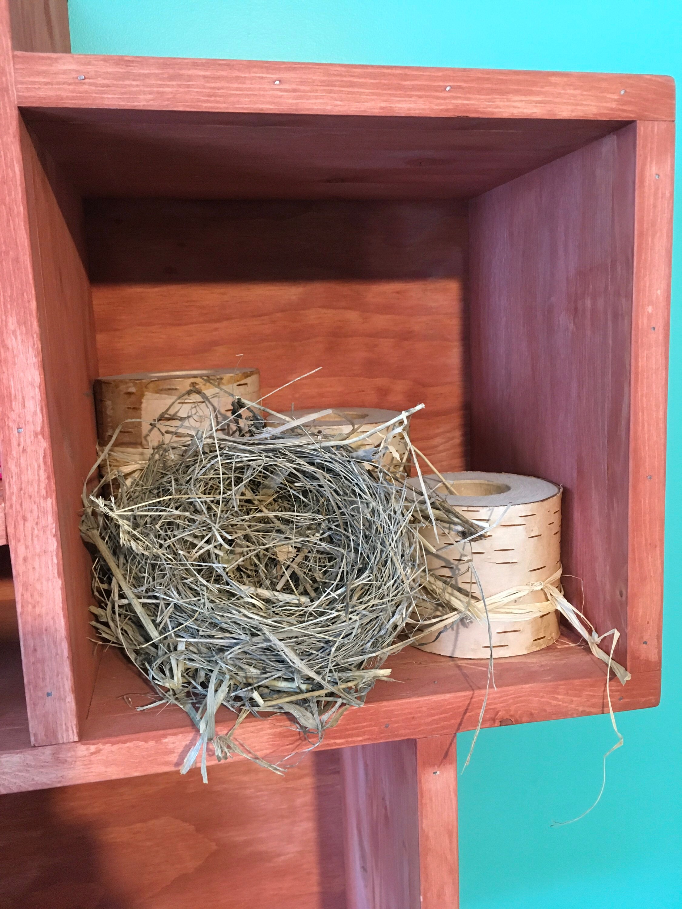 Natural Bird Nest Etsy