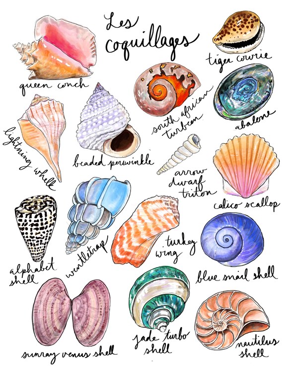 Shells shells shells Etsy