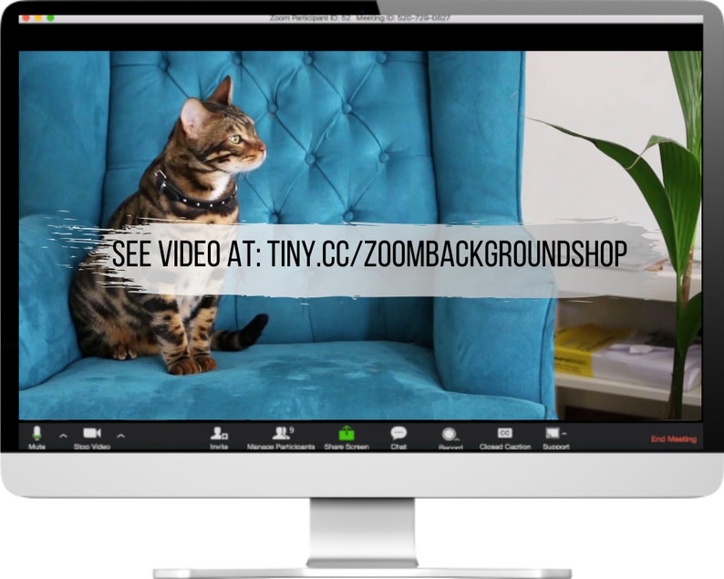 Zoom Cat Video Background I High-quality Virtual Background for Online ...
