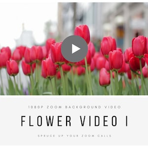 Peut inclure: Aperçu vidéo d'une vidéo de fond Zoom 1080p présentant un gros plan de tulipes rouges en fleurs. Le texte "FLOWER VIDEO I" et "SPRUCE UP YOUR ZOOM CALLS" est affiché sous la vidéo.