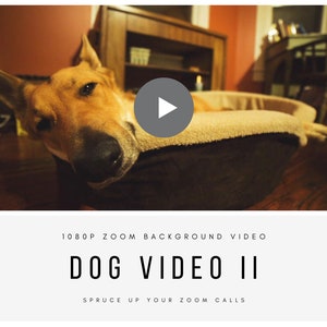 以下が含まれることがあります： 茶色とベージュの犬が犬用ベッドに横たわっており、画像の上に再生ボタンが重ねられています。画像の下には「1080p Zoom Background Video Dog Video II Spruce Up Your Zoom Calls」というテキストがあります。
