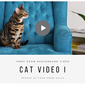 Könnte beinhalten: Eine braune getigerte Katze mit einem schwarzen, mit Nieten besetzten Halsband sitzt auf einem blaugrünen Sessel. Die Katze schaut nach rechts. Ein Play-Button-Symbol ist im Hintergrund sichtbar. Der Text "1080p ZOOM BACKGROUND VIDEO" und "CAT VIDEO I" ist unter dem Bild sichtbar. Der Text "SPRUCE UP YOUR ZOOM CALLS" ist unter dem Text "CAT VIDEO I" sichtbar.