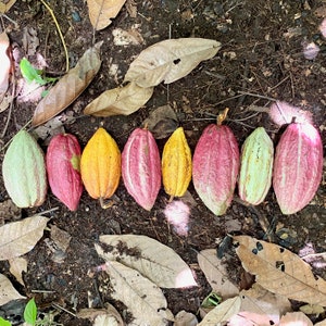 Cacao Ceremonial Grade from Guatemala image 8