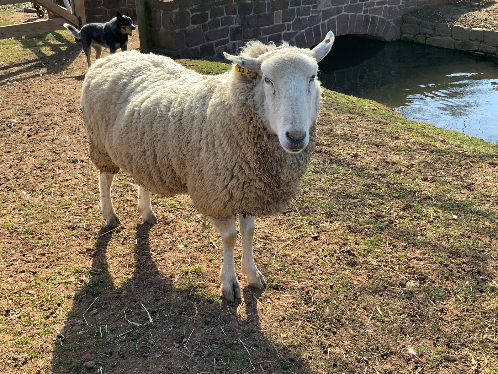 Raw sheep fleece One pound from Luke Whole fleece is 5 Etsy
