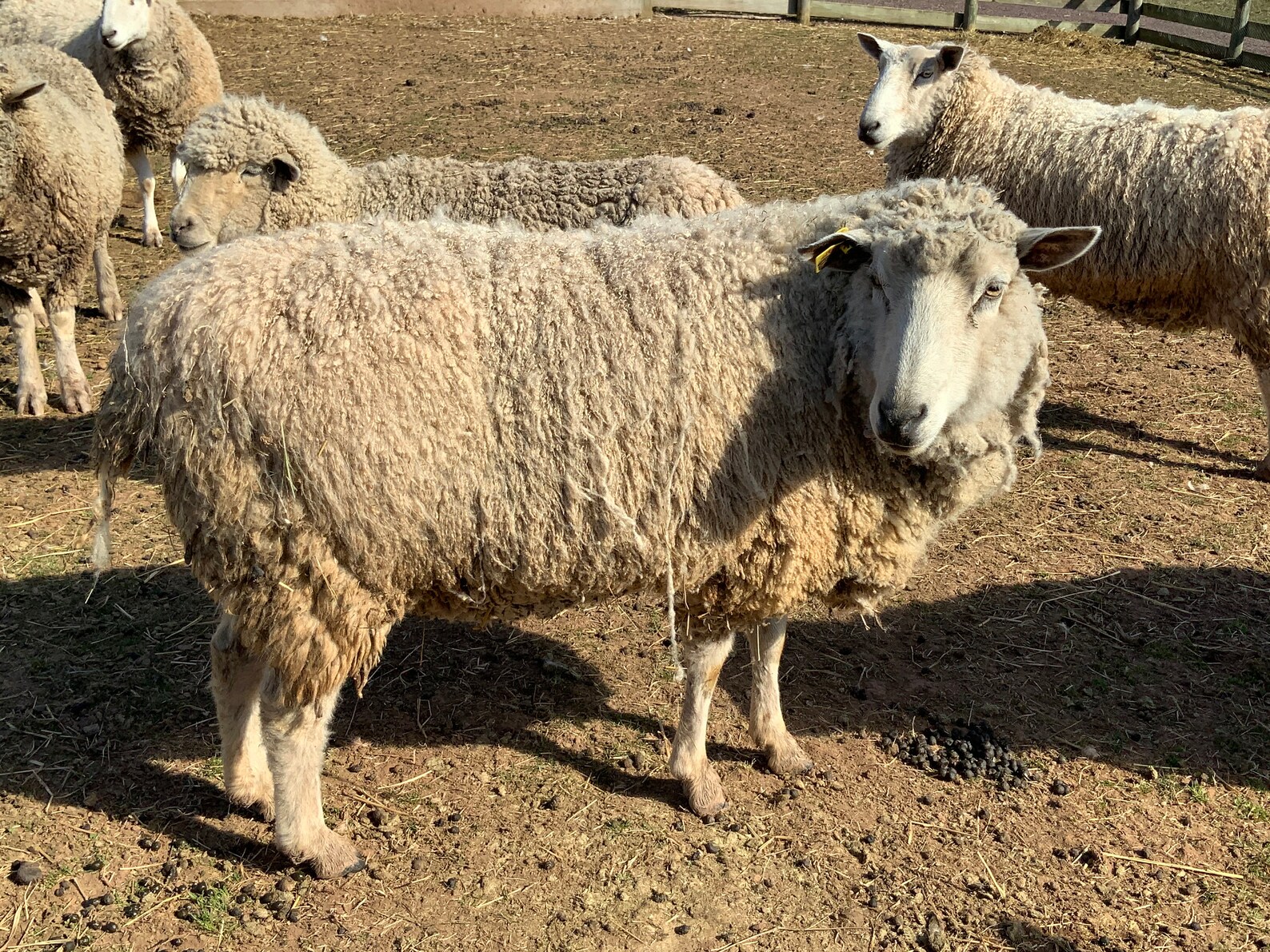 Raw sheep fleece One Pound from Snowflake Whole fleece is Etsy