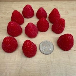 May include: A collection of bright red raspberries, displayed on a light-colored wooden surface. A U.S. quarter coin is included for size comparison. The raspberries are evenly spaced, showcasing their textured surfaces and natural form.