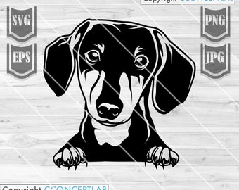 Dachshund Dog Svg | Dachshund Svg | Dachshund Clipart | Dachshund Png | Dachshund Stencil | Dog Svg | Dog Peeking svg | Dachshund Peeking