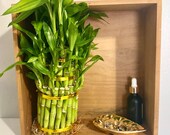 3 Tier Lucky Bamboo