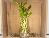 Set of Five Stalks 4in Lucky Bamboo Plant