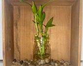 Set of Three Stalks 4in Lucky Bamboo Plant