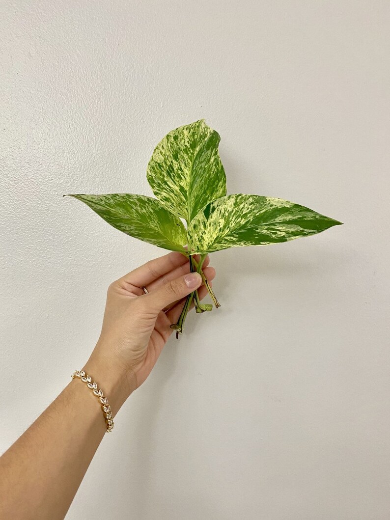 Marble Queen Pothos 3pkCuttings NonRooted Etsy