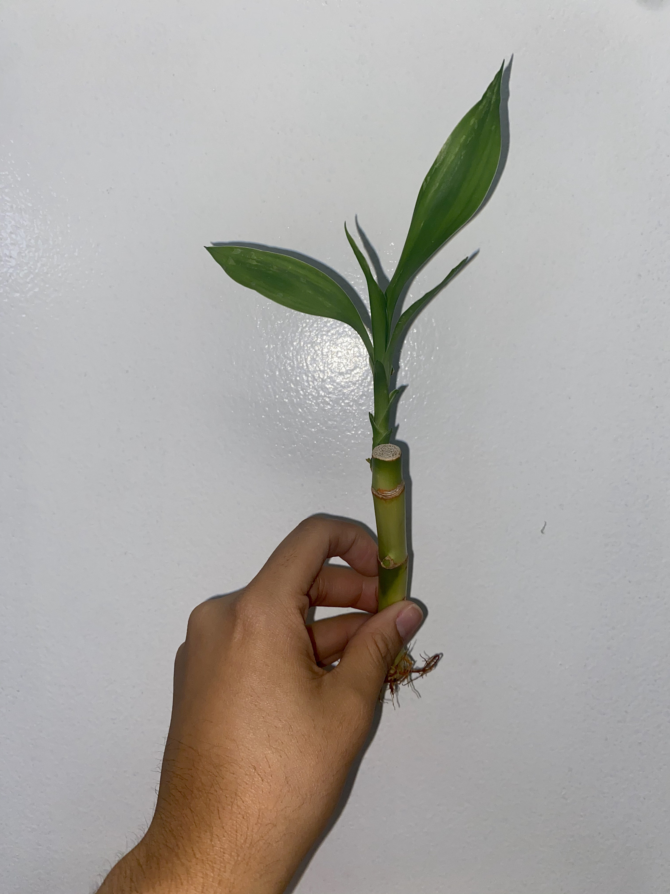 Single 4in Lucky Bamboo Plant Etsy