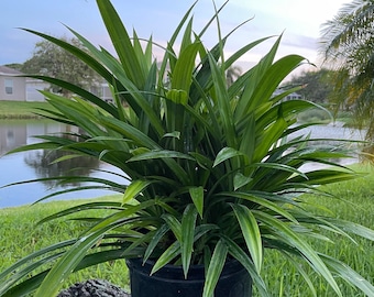 Fragrant Pandan Plant, Southeast Asian Herb - Cây Lá Dứa - Great Gifts