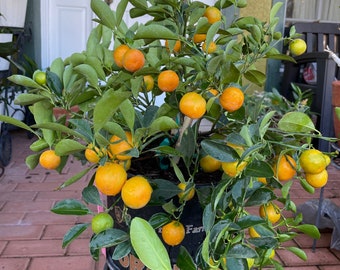 Calamondin/Calamansi Fruits Loaded Live Plant - Fresh Fruits - Cây Tắc/Trái Tắc