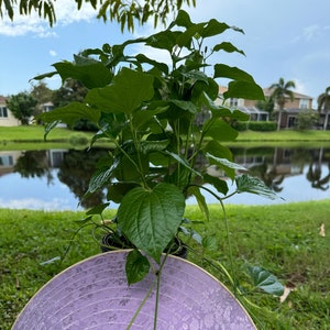 Betel Leaf, Lá Lốt, Piper Lolot Leaf