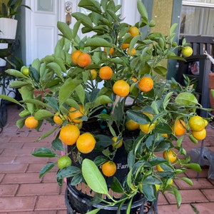 Calamondin/Calamansi Fruits Loaded Live Plant - Fresh Fruits - Cây Tắc/Trái Tắc