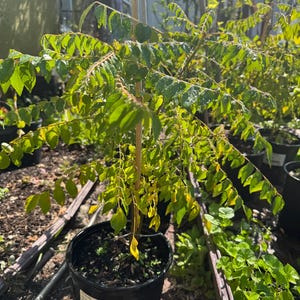 May include: A curry leaf plant in a black plastic nursery pot with a wooden support stake. The plant features numerous bright green, pinnate leaves with visible water droplets on the foliage. A white rectangular label is attached to the pot.