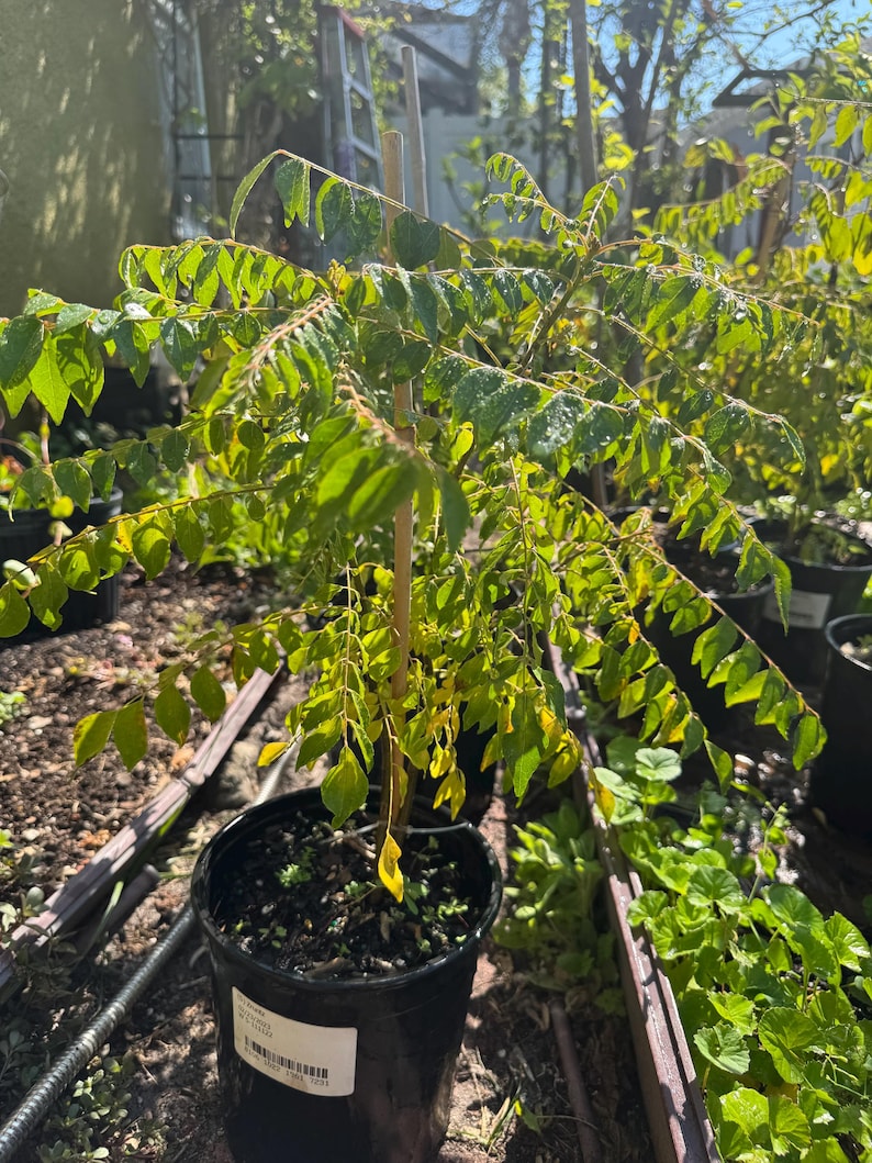 May include: A curry leaf plant in a black plastic nursery pot with a wooden support stake. The plant features numerous bright green, pinnate leaves with visible water droplets on the foliage. A white rectangular label is attached to the pot.