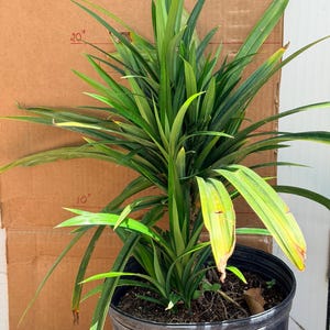 May include: A pandan plant with long, slender, pointed green leaves growing in a black plastic nursery pot. The plant reaches a height marked by a 20-inch line on the cardboard background, with some lower leaves showing yellowing tips.
