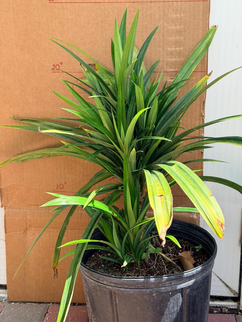 May include: A pandan plant with long, slender, pointed green leaves growing in a black plastic nursery pot. The plant reaches a height marked by a 20-inch line on the cardboard background, with some lower leaves showing yellowing tips.