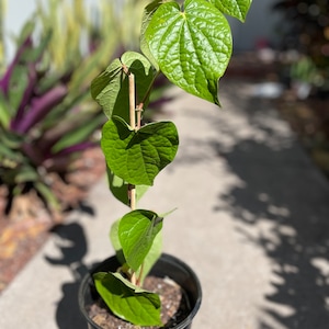 Spicy Betle Leaves, Piper Betle Vine, Barui, Paan Leaves (Cây Lá Trầu) Live Plants