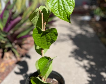 Cây Lá Trầu, Piper Betle Vine (Barui, Paan Leaves) Live Plants