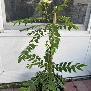 May include: A curry leaf plant in a black plastic pot with a wooden support stake. The plant features pinnate green leaves arranged along thin stems and a cluster of small white flowers at the top. A small yellow tag is attached to the central stem.