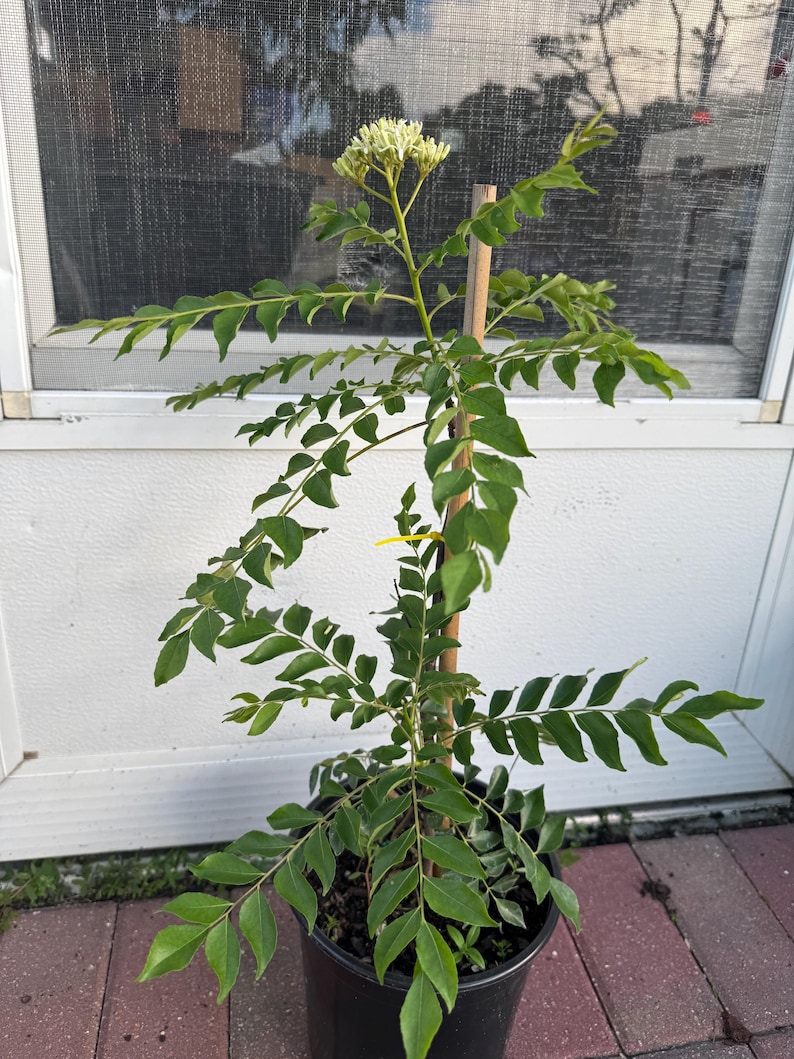 May include: A curry leaf plant in a black plastic pot with a wooden support stake. The plant features pinnate green leaves arranged along thin stems and a cluster of small white flowers at the top. A small yellow tag is attached to the central stem.