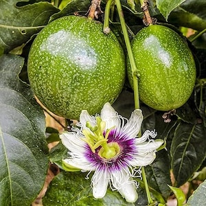Passion Fruits - Chanh Dây - Plant