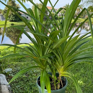 May include: A vibrant green pandan plant with long, slender, pointed leaves growing in a dark green plastic nursery pot. The plant features multiple stems emerging from the soil, with foliage displaying various shades of bright and deep green.