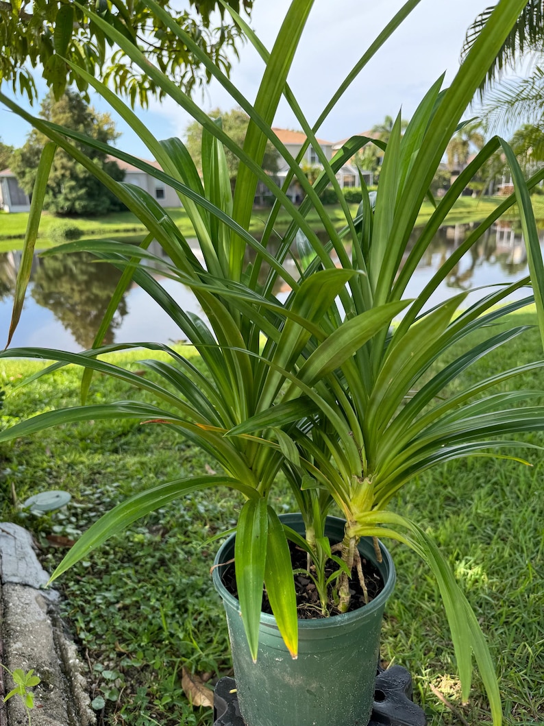 May include: A vibrant green pandan plant with long, slender, pointed leaves growing in a dark green plastic nursery pot. The plant features multiple stems emerging from the soil, with foliage displaying various shades of bright and deep green.