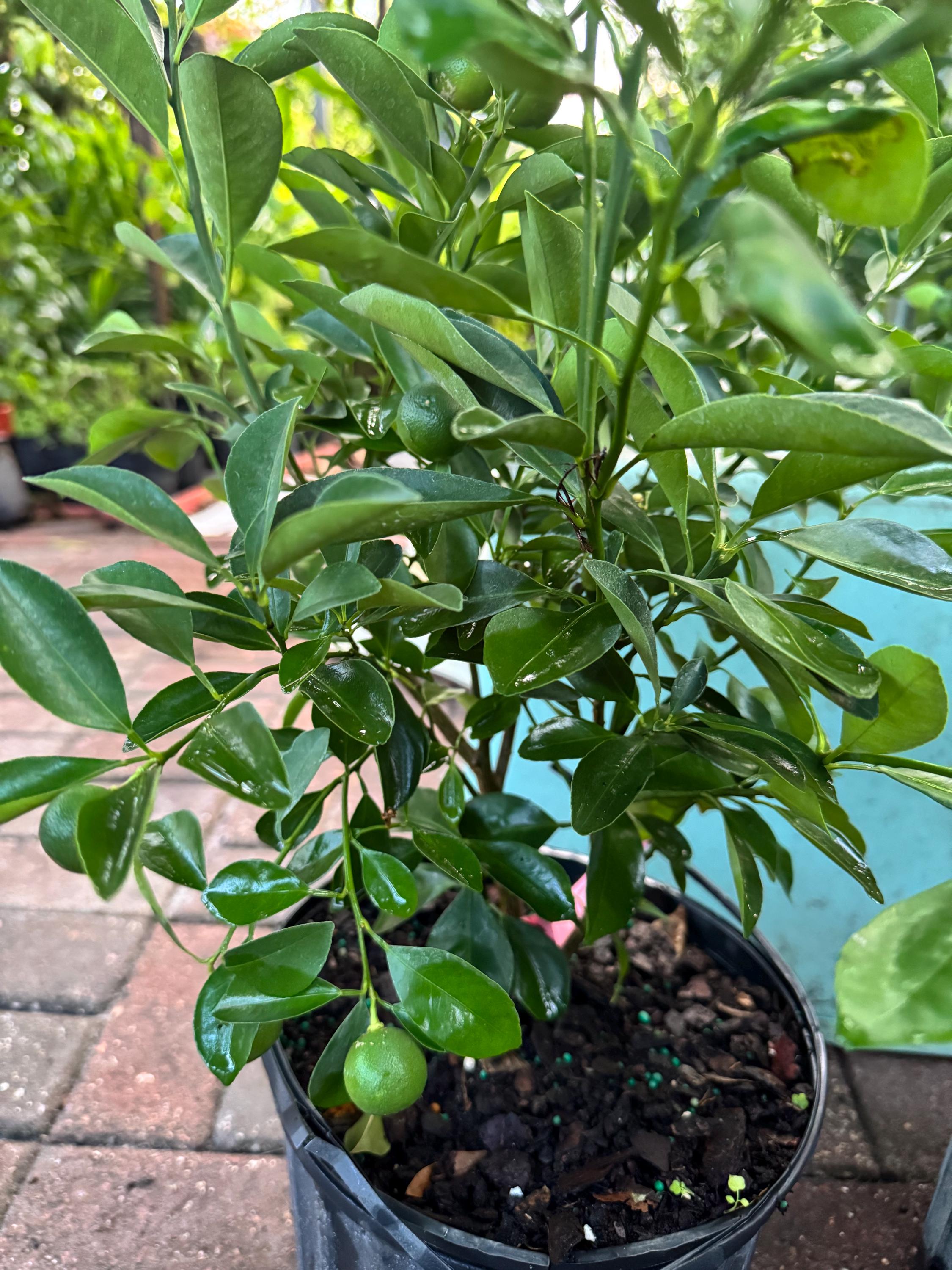 Calamondin, Calamansi Live Plant (cy Tc) - Fruits Loaded! - Etsy Finland