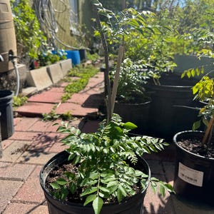 May include: A young curry leaf plant with vibrant green, pinnate leaves growing in a black plastic nursery pot. A thin wooden stake supports the central stem, which extends upward from the dense foliage rooted in dark potting soil.