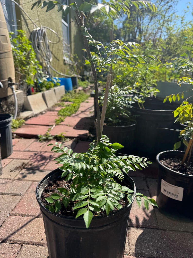 May include: A young curry leaf plant with vibrant green, pinnate leaves growing in a black plastic nursery pot. A thin wooden stake supports the central stem, which extends upward from the dense foliage rooted in dark potting soil.