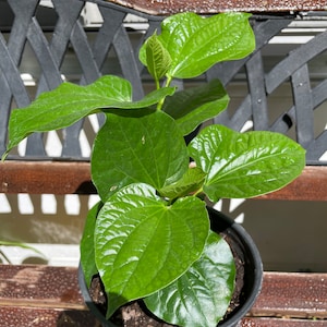 Betel Leaf, Lá Lốt, Piper Lolot Leaf