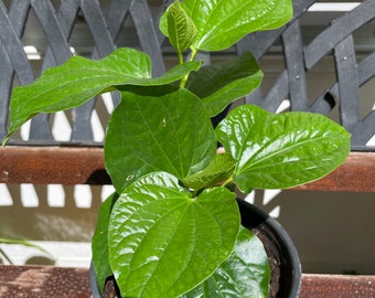 Betel Leaf, Lá Lốt, Piper Lolot Leaf